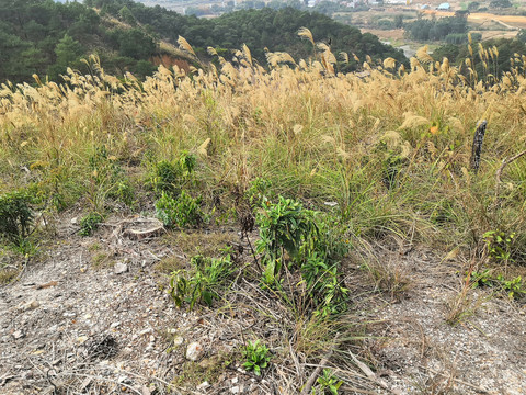 广西钦州市小董镇大丛岭山芦苇草