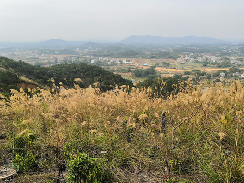 广西钦州市小董镇大丛岭山芦苇草