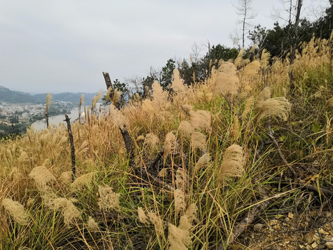 广西钦州市小董镇大丛岭山芦苇草