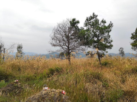 广西钦州市南晓镇全景