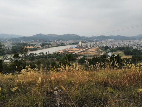 广西钦州市小董镇芦苇草