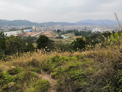 广西钦州市小董镇大丛岭芦苇草