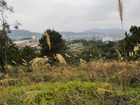 广西钦州市小董镇大丛岭芦苇草