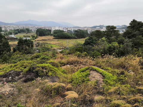 广西钦州市小董镇大丛岭芦苇草