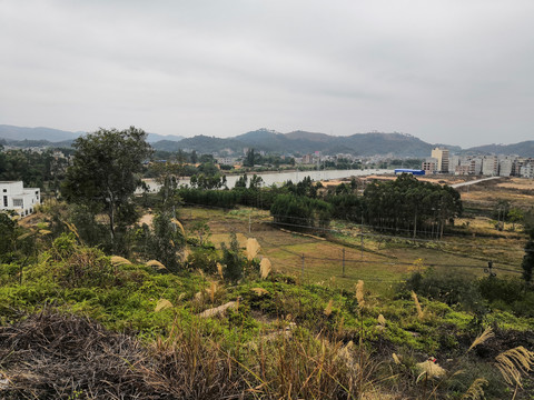广西钦州市小董镇大丛岭芦苇草