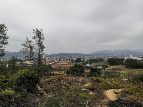 广西钦州市小董镇大丛岭芦苇草