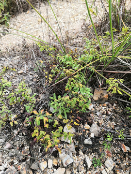 广西钦州市小董镇大丛岭海金沙草