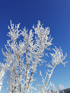 雪树