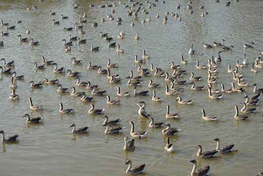 南昌艾溪湖湿地公园的大雁