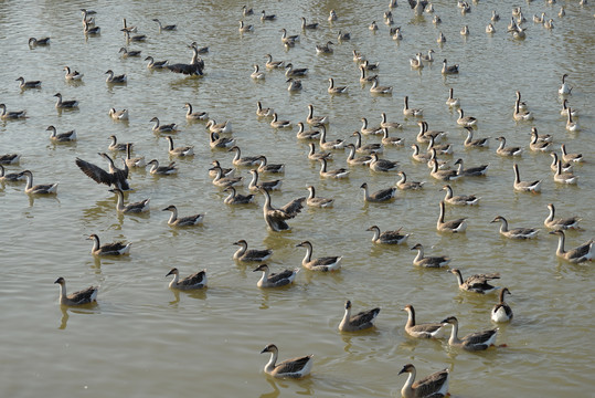南昌艾溪湖湿地公园的大雁