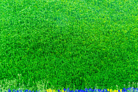 狐尾藻植物墙