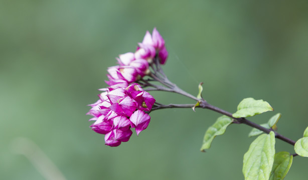 龙吐珠