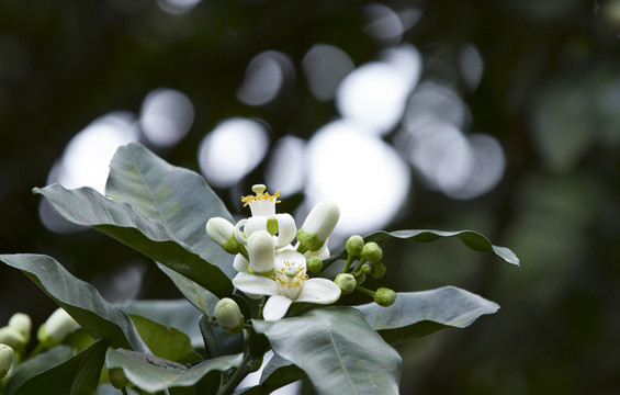 柚子花