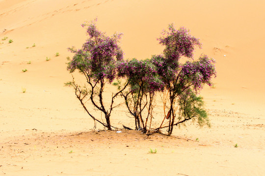 沙漠孤树顽强的生命