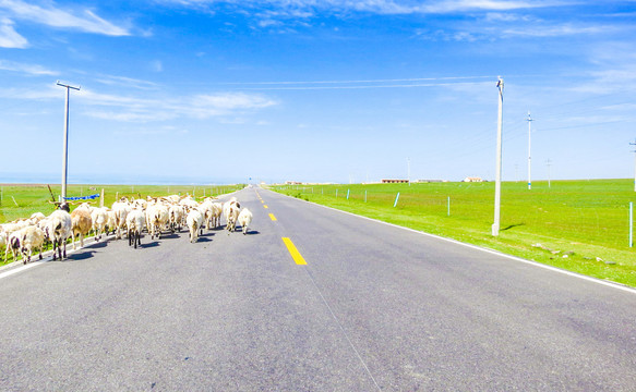 青海草原公路羊群
