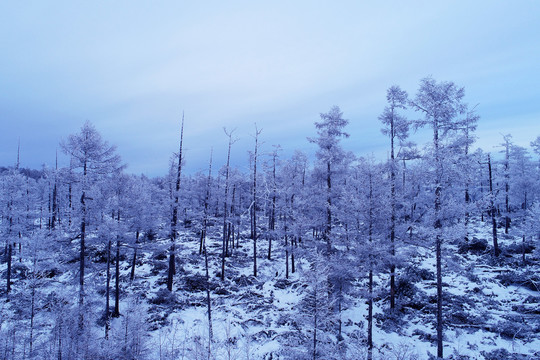 林海雪原松林