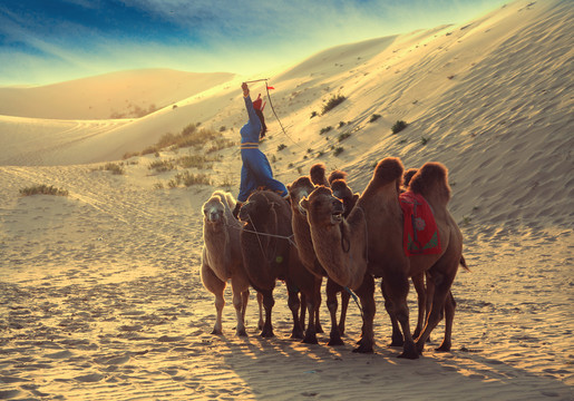 驼队沙漠骆驼