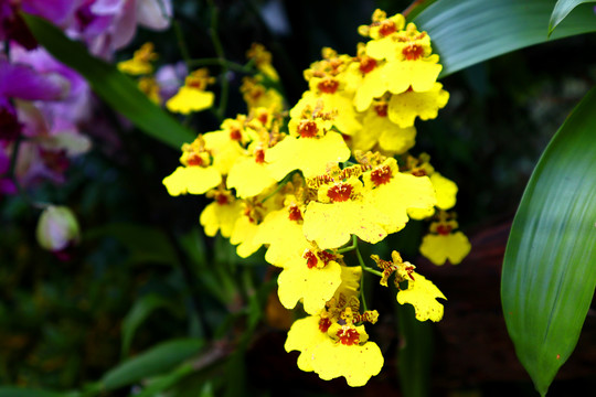 花卉