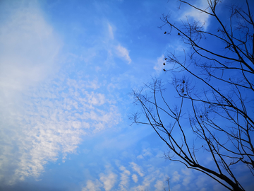 树枝与蓝天