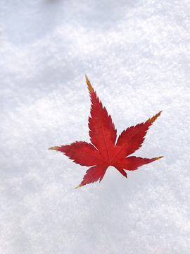 雪地上的红叶