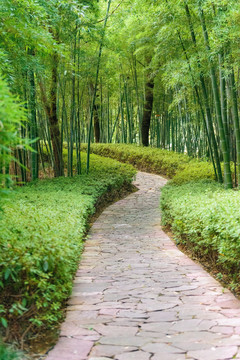竹林小径