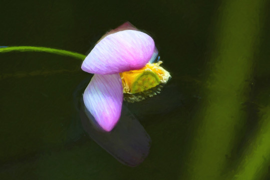 荷花油画