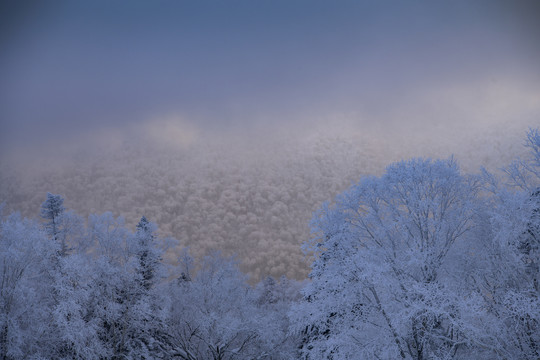 雪乡美景