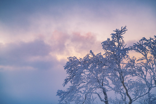 雪乡