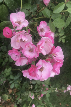 七姊妹粉色蔷薇花