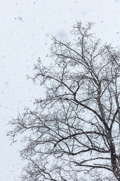 正在下雪中的枯树枝