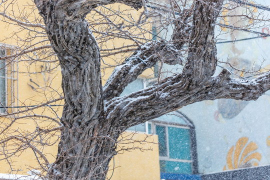 下雪天中的枯树枝