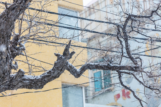 下雪天中的枯树枝