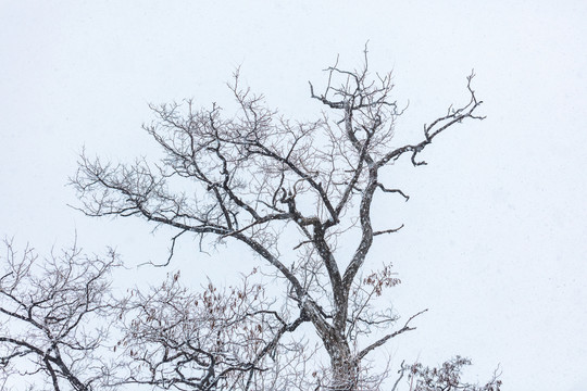 下雪天中的枯树枝