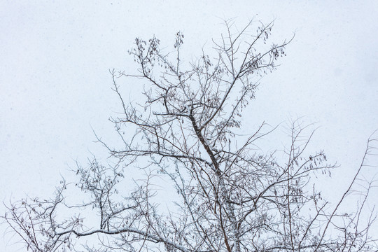 雪中的枯树枝