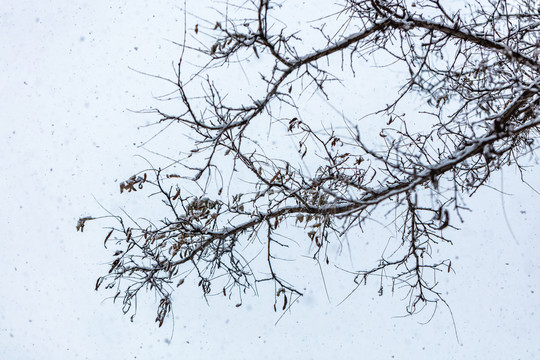 雪天中的枯树枝
