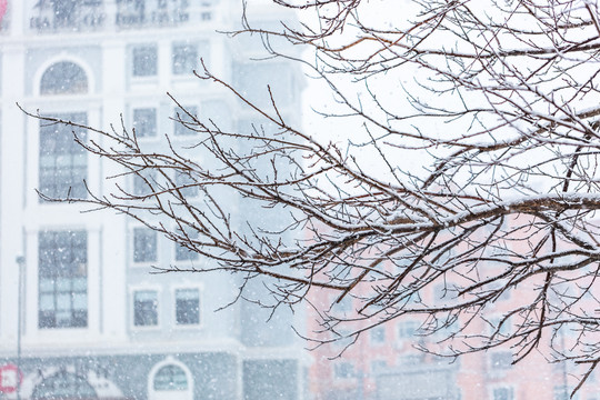 雪天中的枯树枝