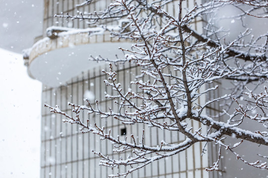 雪天中的枯树枝