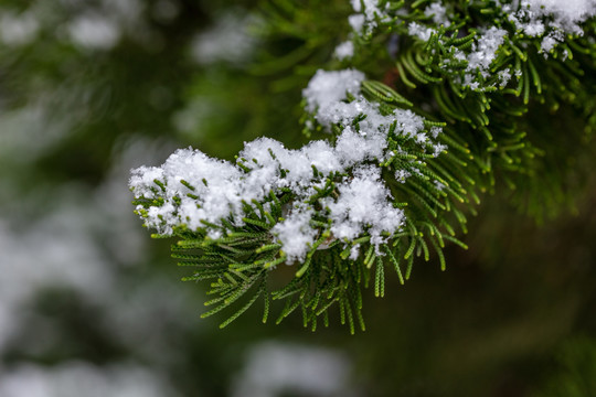 松针松树白雪