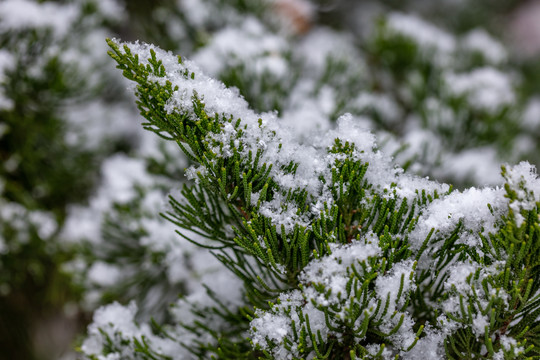 松针松树白雪