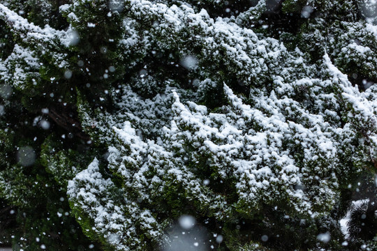 松针松树白雪