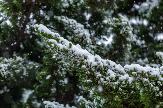 松针雪景