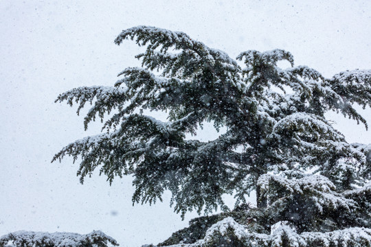 松针松树白雪