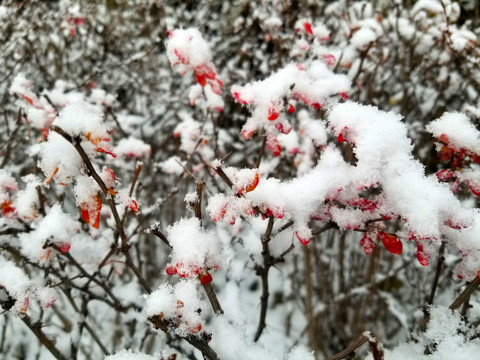 积雪的松枝