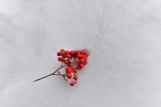 雪地