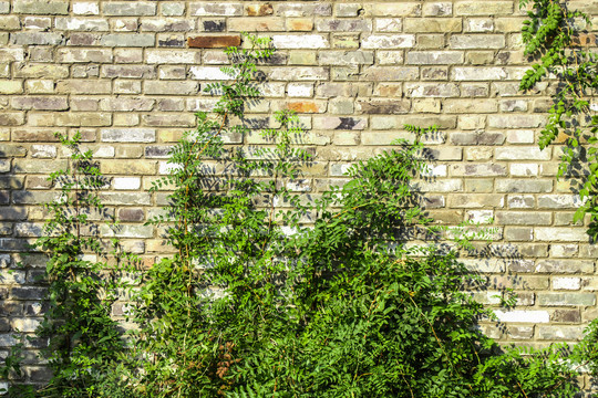 绿植砖墙装饰墙