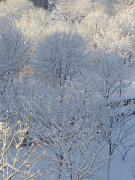 森林雪景