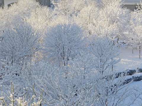 树林雪景