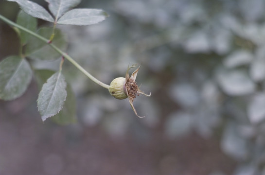 枯花