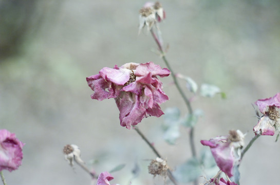 残花