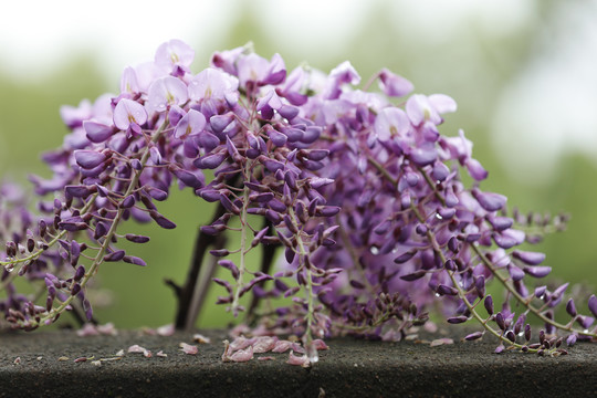 紫藤花